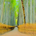 Nagoya: Private Kyoto Day Trip with Guide and Driver - What to Expect on the Day