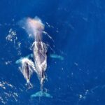 Naha, Okinawa: Kerama Islands Half-Day Whale Watching Tour - The Reviewers’ Perspective