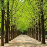 Nami Island and Petite France Private Tour - The Tour Experience: The Good and The Considerations