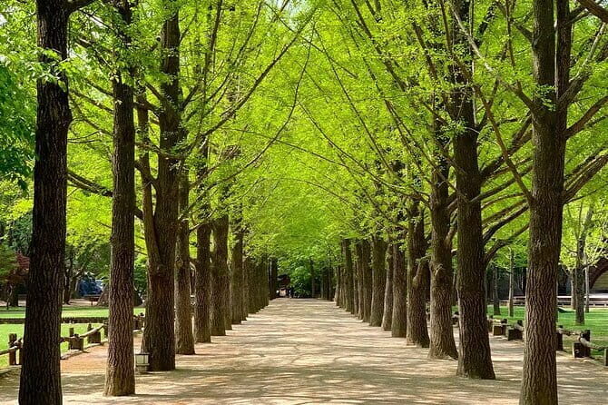 Nami Island and Petite France Private Tour - The Tour Experience: The Good and The Considerations