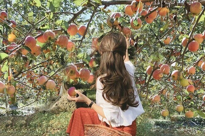 Nami Island, Apple Picking & The Alpaca Garden - Apple Picking at Boss Apple Orchard