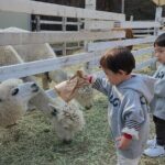 Nami Island, Rail bike & The Alpaca Garden - Authentic Insights from Past Travelers