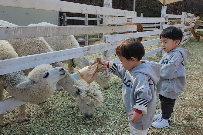 Nami Island, Rail bike & The Alpaca Garden - Authentic Insights from Past Travelers