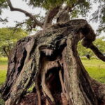 Nandi Trail Tour - Authentic Experiences and Reviewer Insights