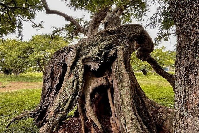 Nandi Trail Tour - Authentic Experiences and Reviewer Insights