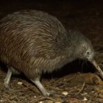 Napier: National Aquarium of New Zealand General Admission - The Value of a Visit