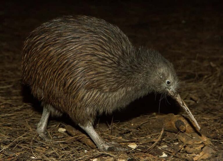 Napier: National Aquarium of New Zealand General Admission - The Value of a Visit