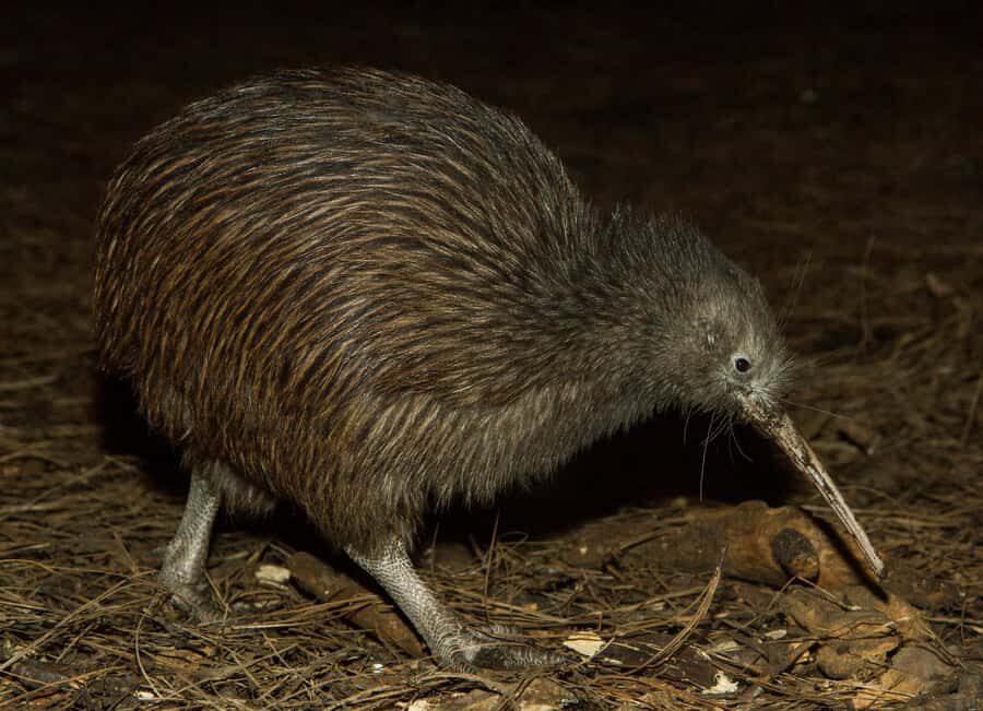 Napier: National Aquarium of New Zealand General Admission - The Value of a Visit