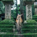 Nara: 3 UNESCO Sites Tour with Big Buddha & Deer - Practical Details and What to Expect