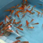 Nara: Discover Koriyamas Goldfish Charm - 2-Hour - Final Thoughts: Is This Tour Right for You?