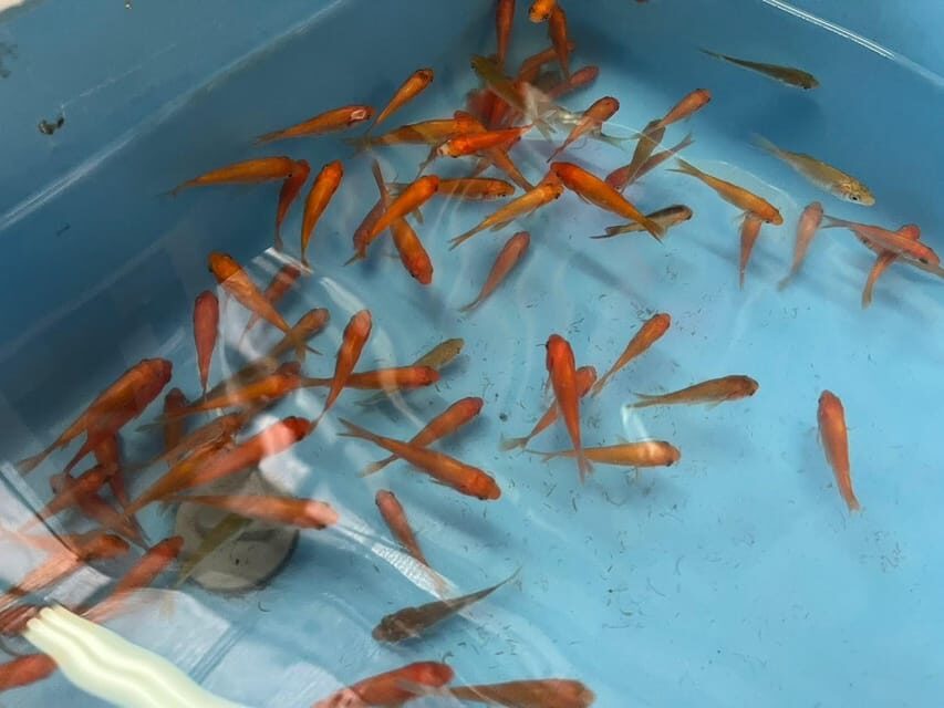 Nara: Discover Koriyamas Goldfish Charm - 2-Hour - Final Thoughts: Is This Tour Right for You?