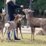 Nara: Enjoy Highlight Of Nara in 3 hours - Authentic Experiences and Practical Details