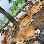 Nara: Essential Private Tour with Deer Park and Temples - Why This Tour Offers Great Value