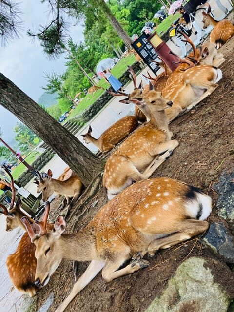 Nara: Essential Private Tour with Deer Park and Temples - Why This Tour Offers Great Value