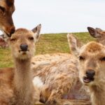 Nara: Hike Mt. Wakakusa and Encounter Wild, Free-Roaming Deer - Final Thoughts
