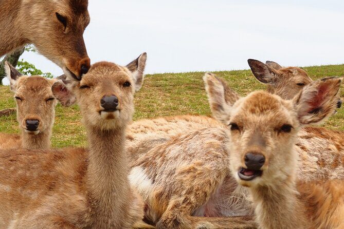 Nara: Hike Mt. Wakakusa and Encounter Wild, Free-Roaming Deer - Final Thoughts