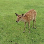 Nara: Hike Mt. Wakakusa and Encounter Wild Free-Roaming Deer - The Experience in Depth
