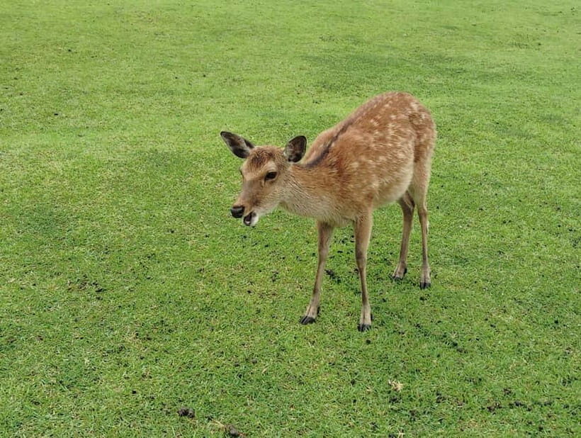 Nara: Hike Mt. Wakakusa and Encounter Wild Free-Roaming Deer - The Experience in Depth