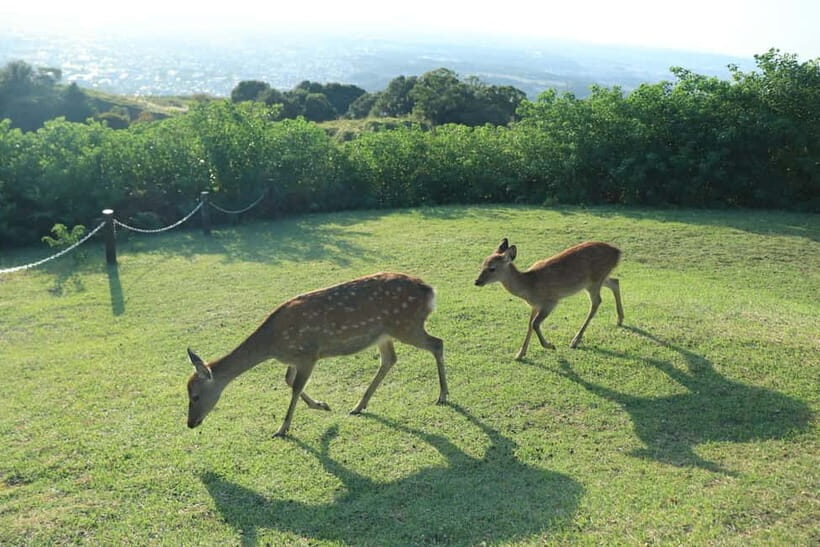 Nara: Hike Mt. Wakakusa and Encounter Wild Free-Roaming Deer - FAQ