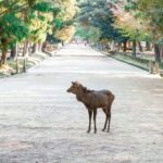 Nara: Private City Tour With A Local Guide - An In-Depth Look at the Experience