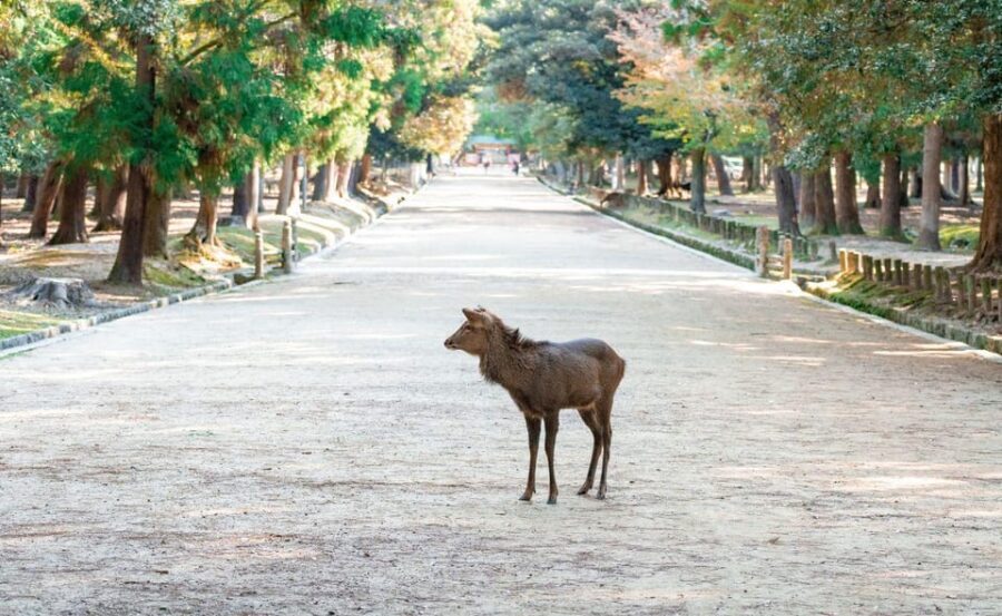 Nara: Private City Tour With A Local Guide - An In-Depth Look at the Experience