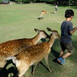 Nara: Private Tour with Car Deer Park & Todai-ji Temple - What to Expect from the Tour
