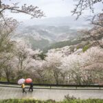 Nara: Private Walking Tour with a Local - What to Expect on the Tour