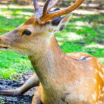 Nara: private walking tour with Deer and Temples - Practical Aspects and Experience Quality