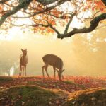 Nara: Sacred Morning Walk with Deer in the Mist - The Journey Begins at Himuro Shrine