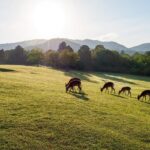 Nara: Sacred Morning Walk with Deer in the Mist - Exploring the Experience in Detail