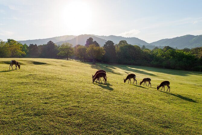 Nara: Sacred Morning Walk with Deer in the Mist - Exploring the Experience in Detail