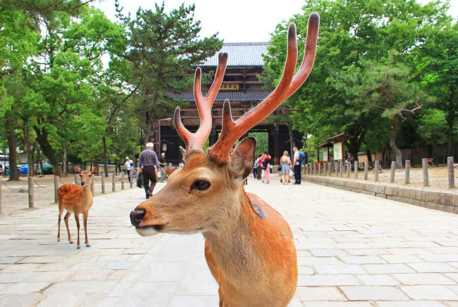 Nara: The Origin - Walking Tour - In-Depth Breakdown of the Itinerary