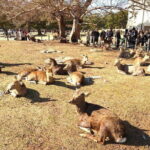 Nara UNESCO World Heritage Sites Slow Cycling Tour - Who Would Love This Tour?