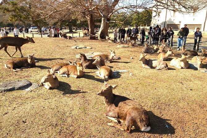 Nara UNESCO World Heritage Sites Slow Cycling Tour - Who Would Love This Tour?