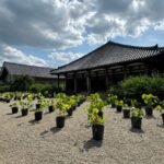 Nara: World Heritage Gangoji Temple & Naramachi Old Town - The Sum Up