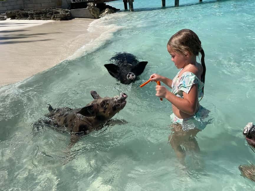 Nassau: 3 Islands Boat w/ Swimming Pigs, Snorkeling & Turtle - Practical Details and Tips