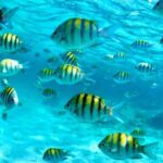 Nassau: 3 islands Pigs,Turtles,Snorkel & Beach Club with lunch - The Itinerary Breakdown: What’s Included and What to Expect