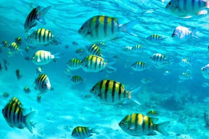 Nassau: 3 islands Pigs,Turtles,Snorkel & Beach Club with lunch - The Itinerary Breakdown: What’s Included and What to Expect