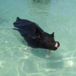 Nassau: Private Swim with Pigs and Snorkeling Adventure - Detailed Breakdown of the Experience