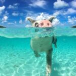 Nassau: Rose 3-Island Tour with Snorkeling and Lunch - Practical Details and Tips for Your Trip