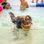 Nassau: Rose Island Swimming Pigs and Beach Day Group Tour - Who Should Consider This Tour?