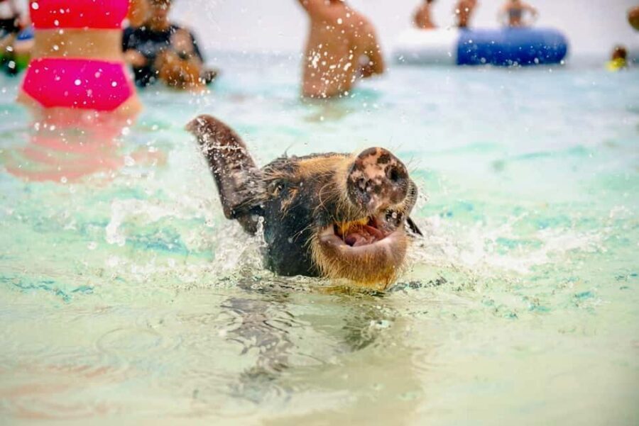 Nassau: Rose Island Swimming Pigs and Beach Day Group Tour - Who Should Consider This Tour?