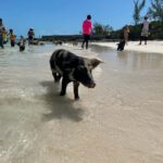 Nassau: Snorkeling, Pig Beach, Swim with Turtles, and Lunch - The Highlights: Why Travelers Keep Coming Back