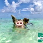 Nassau: Swimming Pigs and Private Beach Club Trip with Lunch - The Food and Beverage Experience