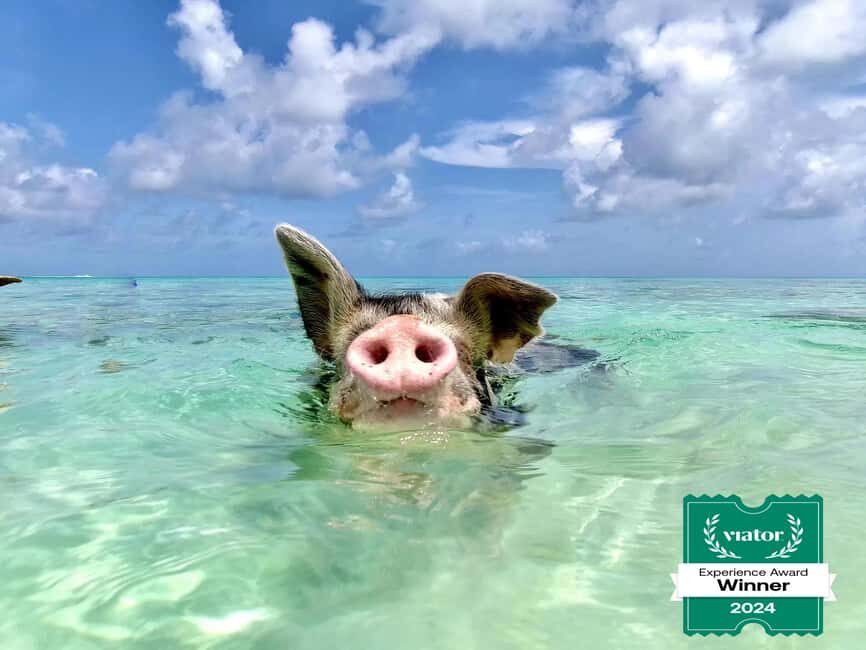 Nassau: Swimming Pigs and Private Beach Club Trip with Lunch - The Food and Beverage Experience