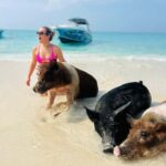 Nassau: Swimming Pigs, Turtles, Snorkel & More - The Marine and Wildlife Encounters