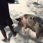 Nassau: Swimming with Pigs, Snorkeling, and Sightseeing Tour - Transportation, Cost, and Group Size