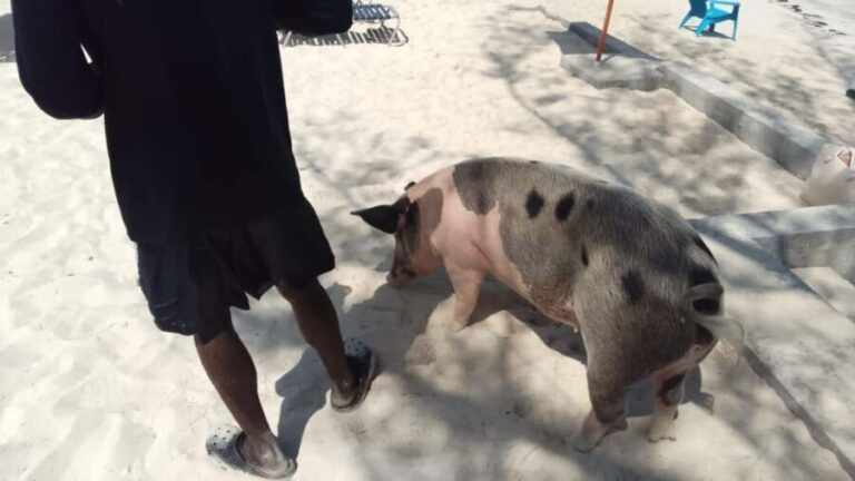 Nassau: Swimming with Pigs, Snorkeling, and Sightseeing Tour - Transportation, Cost, and Group Size