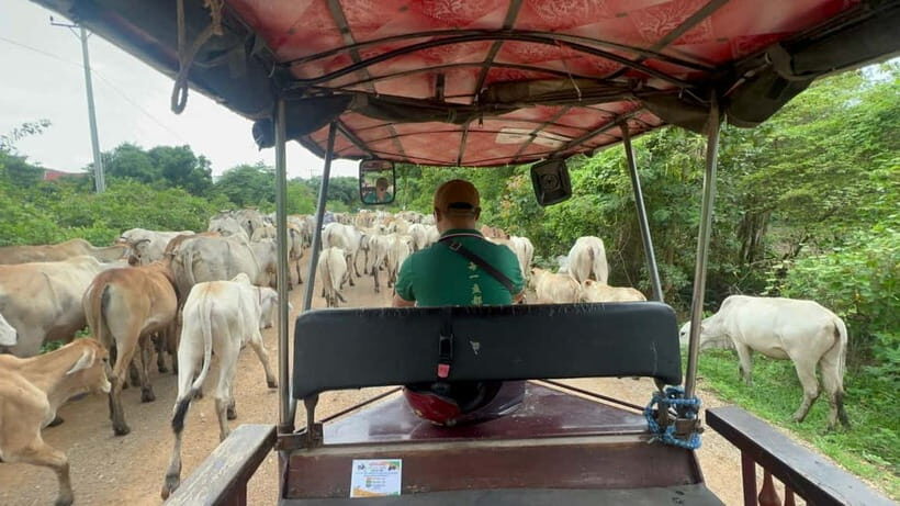 Nature tour through Battambang/Local area and landmarks - What’s Included and What to Expect