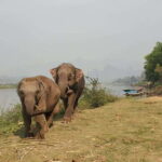 Nature wellness retreat - What Reviewers Say and Why It Matters